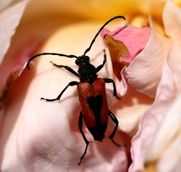 Stictoleptura cordigera da confermare